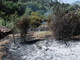 Ventimiglia: piccolo incendio di sterpaglie, questa mattina poco prima di mezzogiorno in località San Rocco