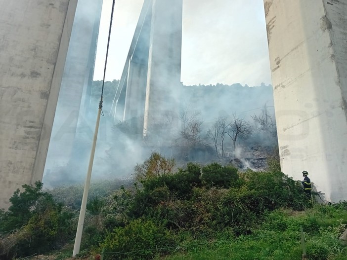 Vallecrosia, incendio di sterpaglie sotto il ponte dell'autostrada: salve le abitazioni (Foto e video)