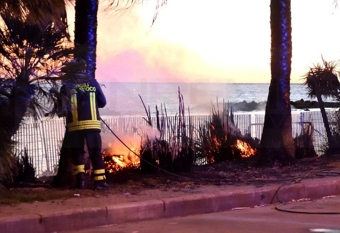 Sanremo: sparano alcuni petardi e provocano l'incendio che distrugge una palma sul lungomare Calvino (Foto e Video)