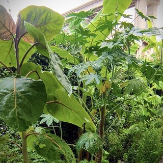 Il 'Jardin secret' di Camporosso: un angolo di Biodiversità creato da Marco Damele