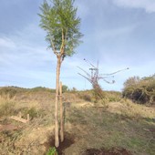 La Jacaranda piantata a Bussana Vecchia