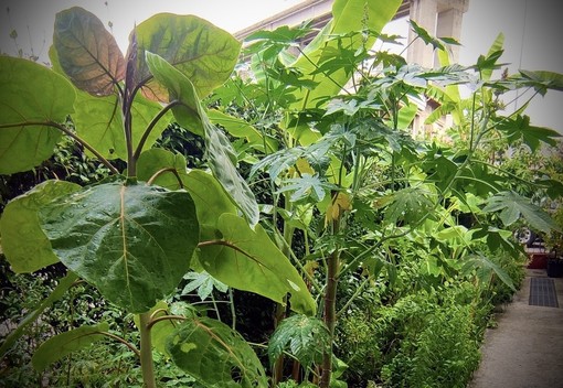 Il 'Jardin secret' di Camporosso: un angolo di Biodiversità creato da Marco Damele