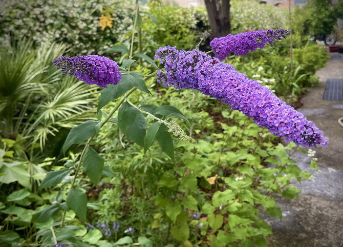 Camporosso: biodiversità, alle Braie i 'Jardins secrets' dell'agricoltore-scrittore Marco Damele