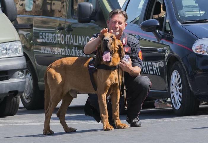E' morto Gringo il cane dei Carabinieri che lo scorso anno aveva cercato Paola Gambino a Bordighera