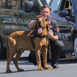 E' morto Gringo il cane dei Carabinieri che lo scorso anno aveva cercato Paola Gambino a Bordighera