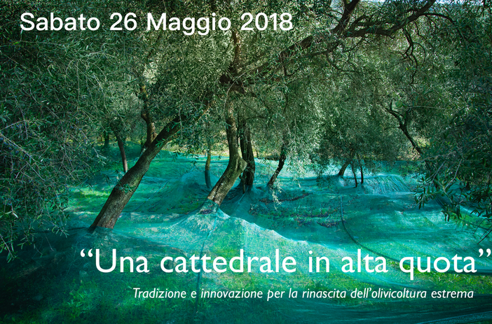 Dolcedo: sabato 26 maggio, giornata dal titolo 'Una Cattedrale in alta quota. Tradizione e innovazione per la rinascita dell’olivicoltura estrema'