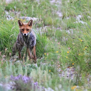 Imperia, nuova sfida per il fotografo Paolo Rossi: viaggio nell' Appennino ligure-piemontese con 'Sopravvissuti all'Homo Sapiens'