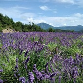 La Lavanda Riviera dei Fiori supera alla grande le emergenze del 2022 e guarda al prossimo anno tra dessert, gelati e turismo