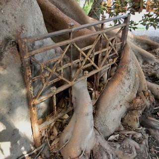 Bordighera: il museo Clarence Bicknell apre le porte nel giorno di Ferragosto