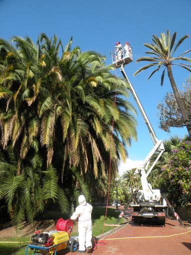 Anche le palme della pista ciclabile attaccate dal 'Punteruolo Rosso': a breve un intervento di Area 24