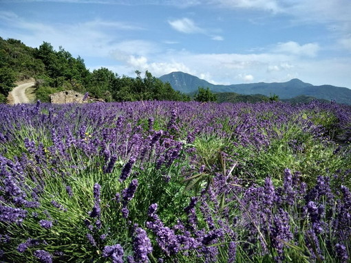 Nasce in Liguria il Centro Italiano Lavanda: una realtà che opererà a livello nazionale in sinergia con Istituzioni, mondo accademico e imprenditori