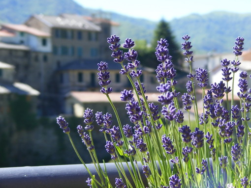 Museo della Lavanda di Carpasio: nei prossimi giorni l'affidamento ed in primavera l'attesa riapertura