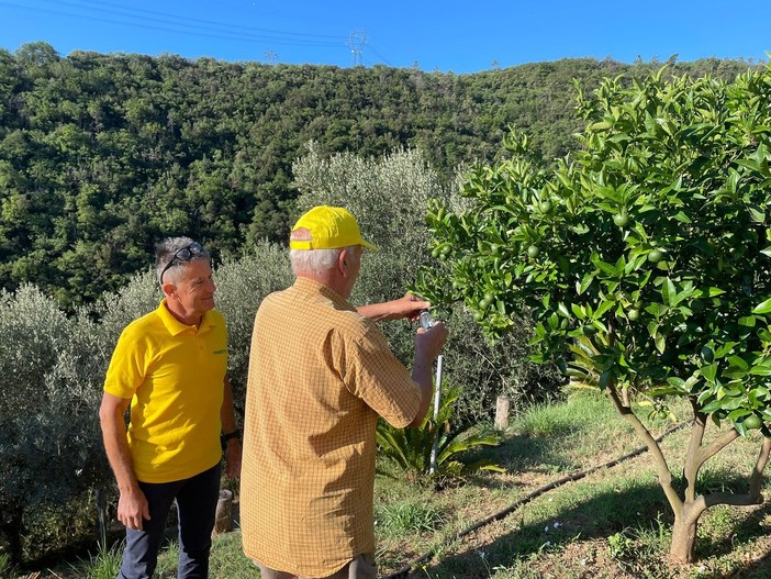 Cimice asiatica, al via in Liguria i primi lanci di insetti autoctoni per la lotta biologica