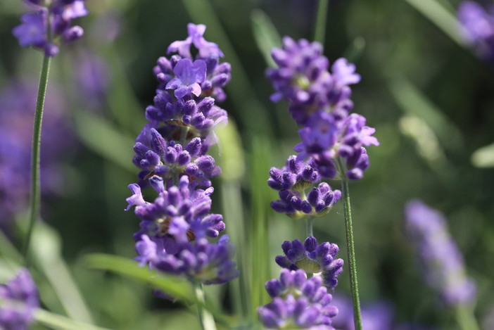 Sanremo, cresce l'attesa per la due giorni organizzata al 'Floriseum' per gli eventi sulla 'Lavanda della Riviera dei Fiori'