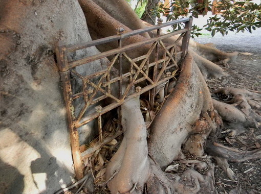 Bordighera: il museo Clarence Bicknell apre le porte nel giorno di Ferragosto