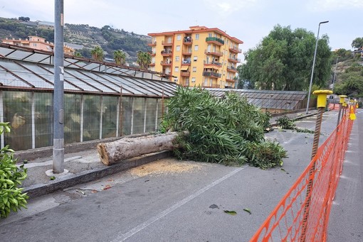 Vallecrosia: lavori in via Don Bosco, il consigliere Giovanna &quot;Era necessario tagliare anche gli alberi?&quot; (Foto)