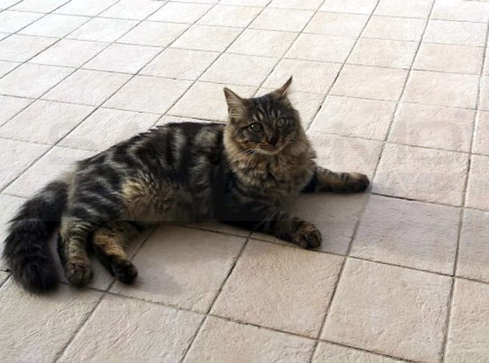 Pompeiana: in regalo gattino di 5 mesi striata abituata a vivere in giardino (Foto)