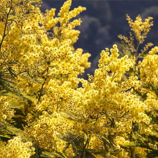 Giornata internazionale della donna, Vallebona addobba un'ape con la mimosa