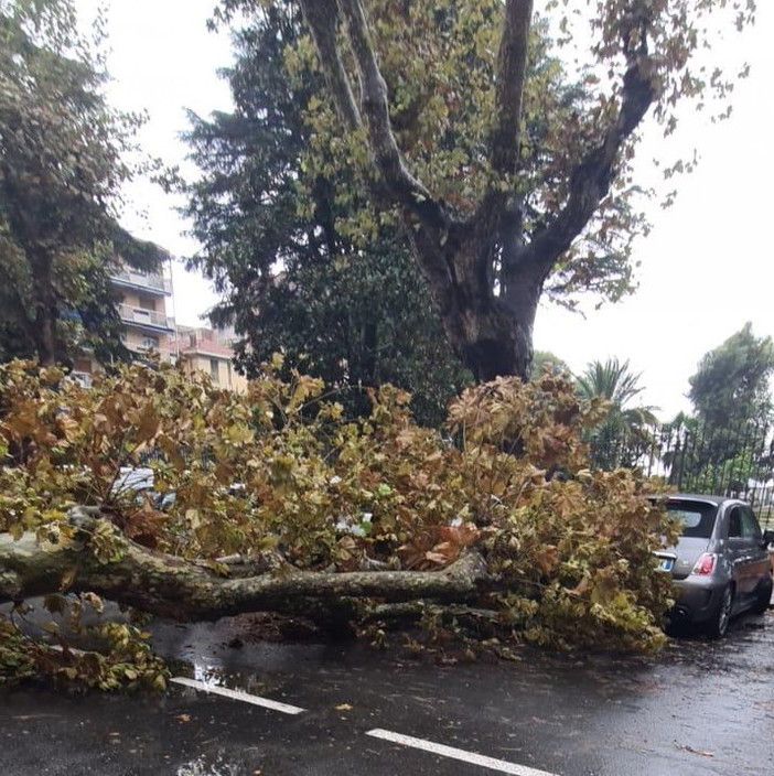 Ventimiglia: forte vento questa mattina, crolla un albero in via Roma e vola via qualche tenda