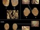 La farina arrivò prima dell'agricoltura: straordinaria scoperta nell’area archeologica dei Balzi Rossi a Ventimiglia (Foto)