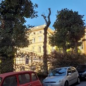 Sanremo: piante morte a Villa Magnolie, nuova denuncia ai Carabinieri &quot;E' stata una capitozzatura&quot; (Foto)