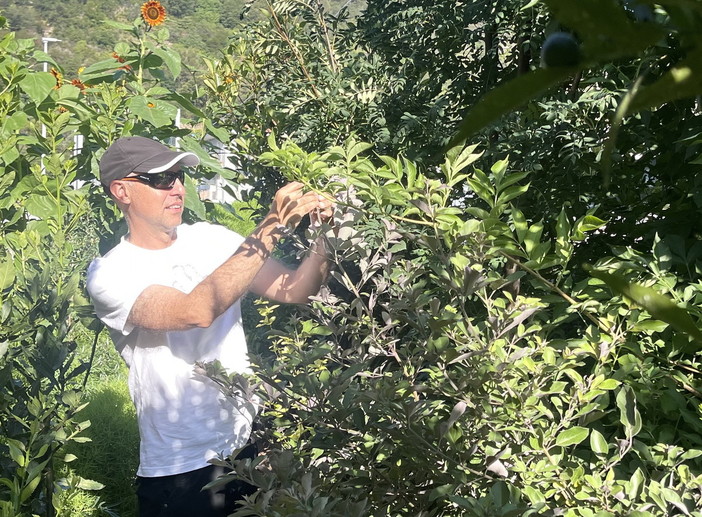 Erbe velenose: perché non dobbiamo averne paura. Il parere dell’esperto botanico Marco Damele