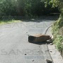 Carpasio: grosso masso cade sulla Provinciale 548 della Valle Argentina, prestare la massima attenzione (Foto)