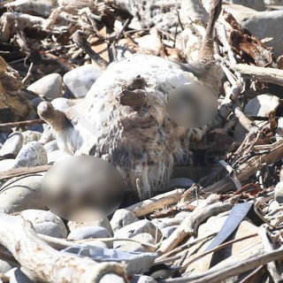 Sanremo: dopo il maltempo e la piena del Roya il mare restituisce anche un montone a Capo Nero (Foto)