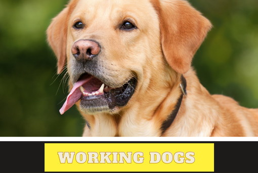 Pornassio: dal 30 luglio al forse centrale di Nava la mostra fotografica ‘Working Dogs’