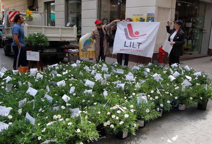 Sanremo: da lunedì porte aperte e margherite all’Istituto Regionale per la Floricoltura