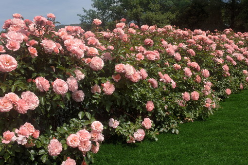 La rosa biologica Meilland Naturevince il Premio Flormagazine al Salone di Padova