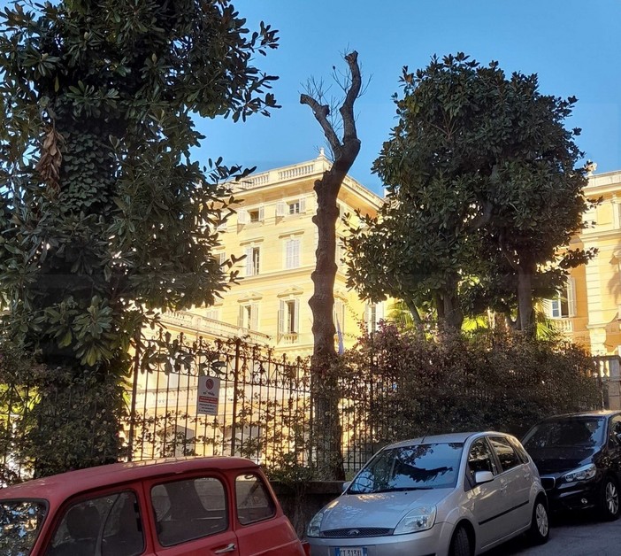 Sanremo: piante morte a Villa Magnolie, nuova denuncia ai Carabinieri &quot;E' stata una capitozzatura&quot; (Foto)