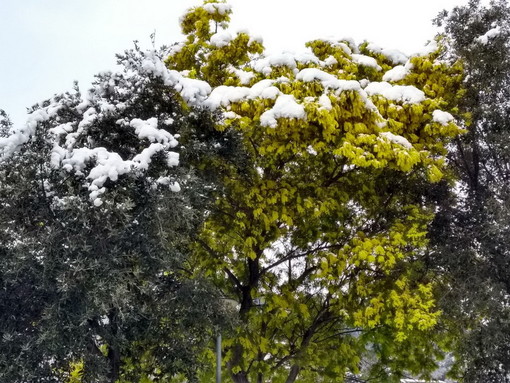 La mimosa coperta dalla neve a Camporosso