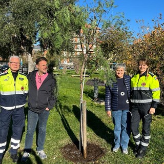 San Bartolomeo al Mare: un nuovo 'schinus molle' (falso pepe) nell’area giochi di via Manzoni