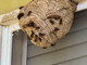 Serie di chiamate per nidi di vespe velutine: interventi dei Vvf e Protezione Civile in tutta la provincia