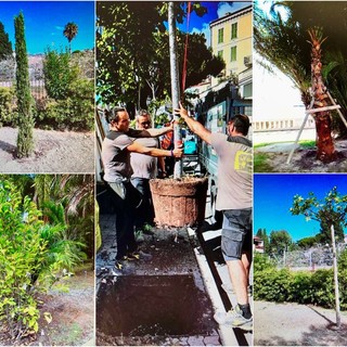 Cresce il patrimonio ‘green’ di Sanremo: a fronte di 21 abbattimenti sono stati piantati 85 nuovi alberi