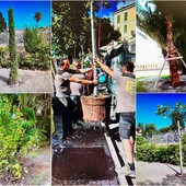 Cresce il patrimonio ‘green’ di Sanremo: a fronte di 21 abbattimenti sono stati piantati 85 nuovi alberi