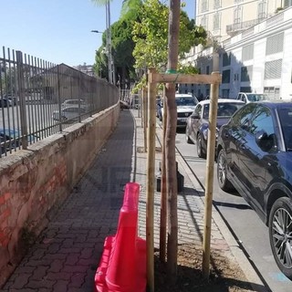 Sanremo: terminate ieri 15 piantumazioni di nuovi alberi in via Nino Bixio dove erano stati tolti i pini (Foto)