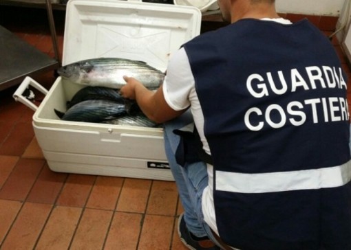 “Ad agosto, pesce irregolare non ti conosco&quot;. I risultati dell’operazione Summer fish condotta dalla Guardia Costiera della Liguria