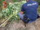 Isolabona: importante operazione antidroga della Polizia, scovata piantagione di marjiuana, sequestrato 1,5 kg di droga (Foto e Video)
