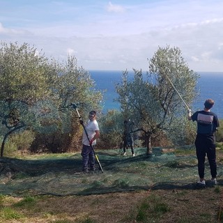 Imperia: la quinta agraria del 'Ruffini' proporrà il primo olio dell'Istituto, domani la frangitura