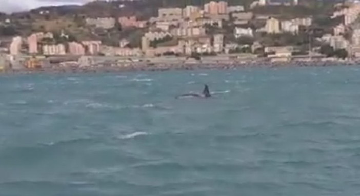 E' morto il piccolo di orca avvistato nei giorni scorsi nel golfo di Genova: l'annuncio del Tethys Research Institute