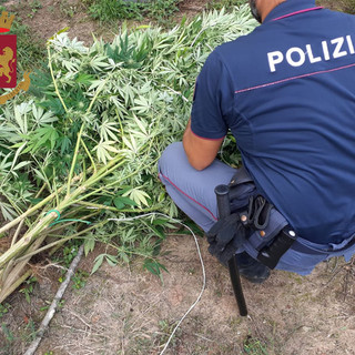 Isolabona: importante operazione antidroga della Polizia, scovata piantagione di marjiuana, sequestrato 1,5 kg di droga (Foto e Video)