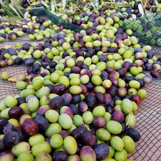 Agricoltura: ieri a Taggia passo in avanti verso la protezione e valorizzazione delle olive taggiasche liguri