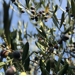 Le olive taggiasche ora hanno il loro starter per la salamoia: ‘Stamoil’ protagonista a ‘Olioliva 2022’