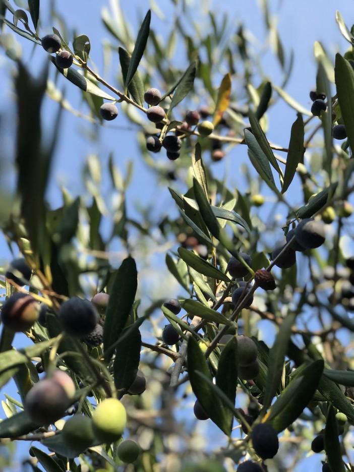 Le olive taggiasche ora hanno il loro starter per la salamoia: ‘Stamoil’ protagonista a ‘Olioliva 2022’