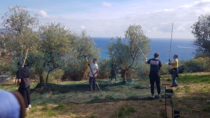 Imperia: la quinta agraria del 'Ruffini' proporrà il primo olio dell'Istituto, domani la frangitura