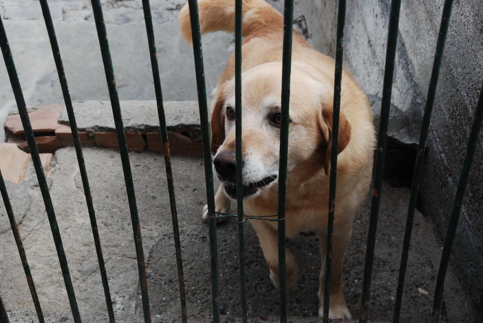 Ventimiglia: proposta della Lega del Cane per proseguire la gestione del canile fino al 31 dicembre