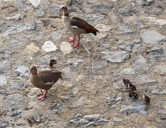 Sanremo: sul greto alla foce del torrente San Francesco hanno 'figliato' le papere egiziane (Foto e Video)