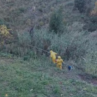 Nido di vespe velutine a San Biagio, Ponente emergenza protezione civile in azione (Foto e video)